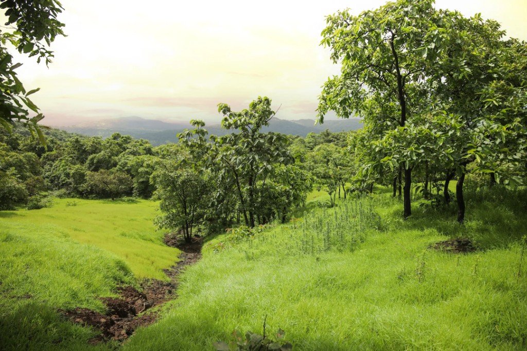 Why Konkan farmland is a generational holding