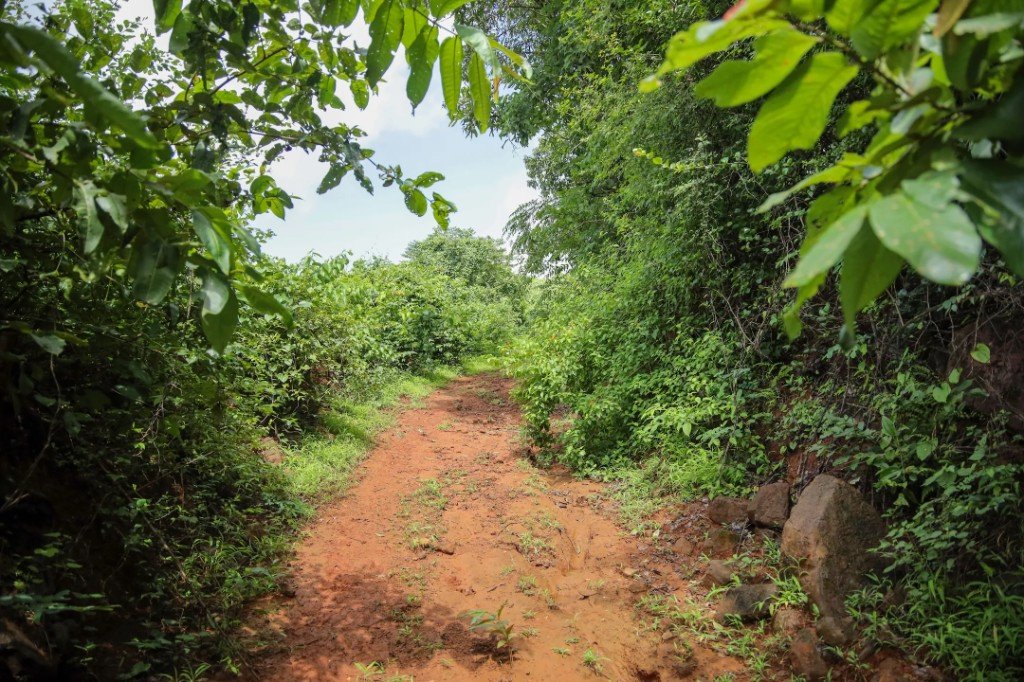 Laterite access path through the Konkan Kesharnath landscape