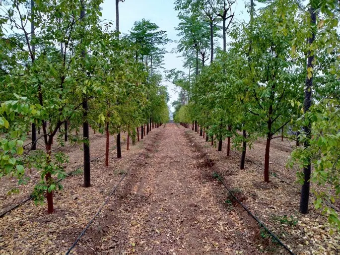 Scientifically managed plantation rows with drip irrigation