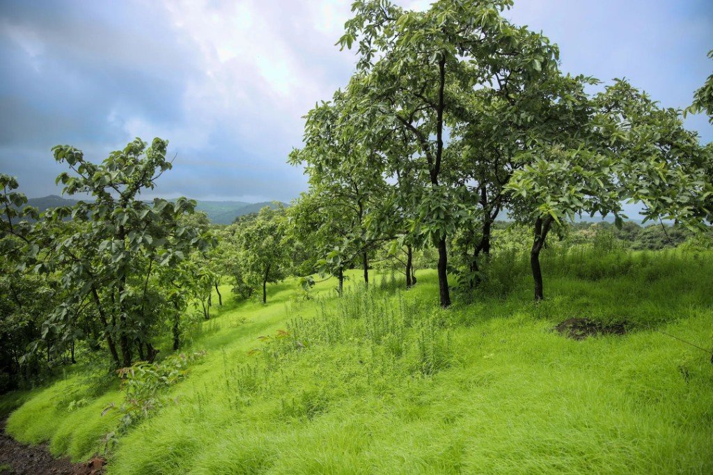 Mature trees on grassland held as a long-term land asset