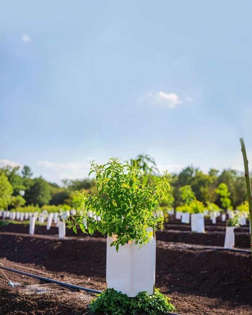 Young White Sandalwood saplings under managed plantation care